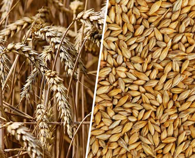Natural Barley Grains