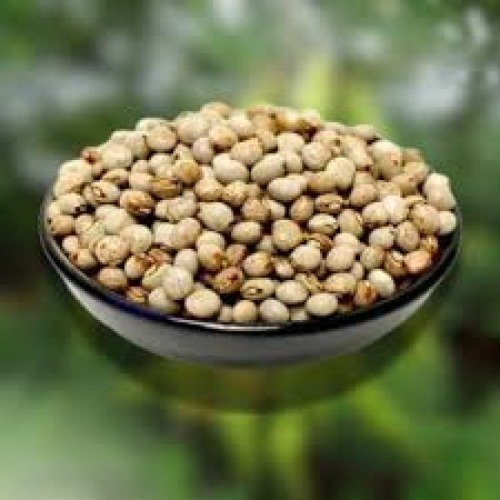 Pigeon Pea