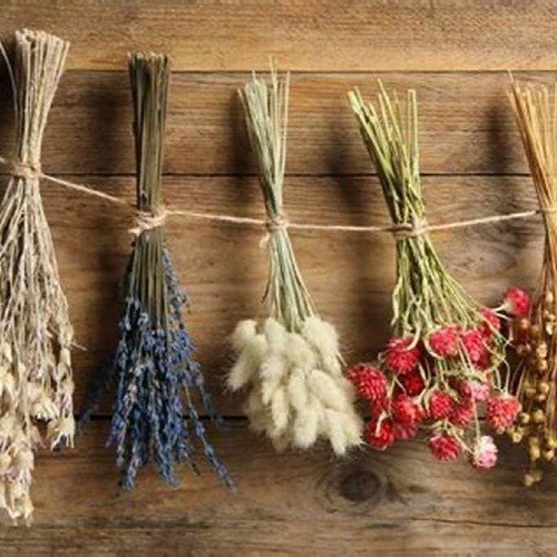 Plant Flowers Dried Flowers