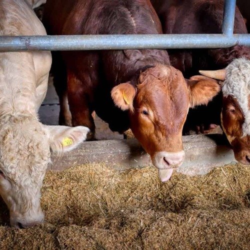 Livestock feed