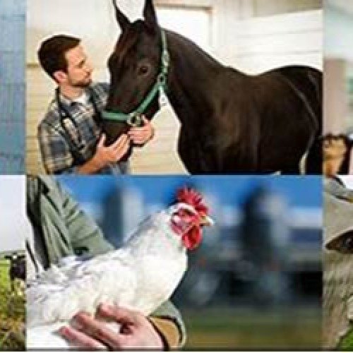 Animal healthcare products