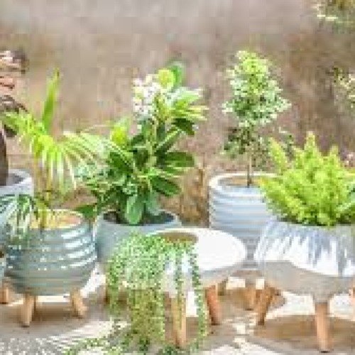 Indoor plants and planters