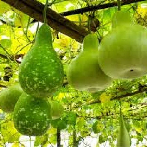 Gourds