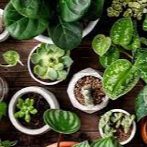 Ornamental Plants
